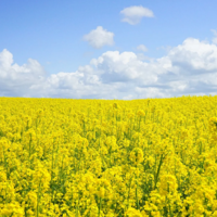 Эксперты Европейской комиссии спрогнозировали рост урожая масличных культур в 2023/2024 году на 7% 