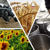 Подсолнечник, молоко или мясо: какие сельскохозяйственные производства в Казахстане наиболее рентабельны?