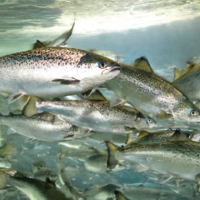 За пять лет производство продукции аквакультуры в Казахстане выросло почти в 4 раза