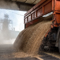 «Серых» импортеров российского зерна разоблачили в Костанайской области