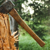 В Казахстане увеличены штрафы за нарушение лесного законодательства 