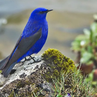 В Казахстане Синяя птица стала пернатым символом 2023 года 