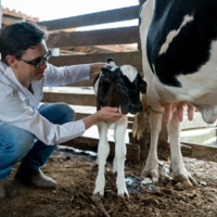 Зарплаты и гранты: как в Минсельхозе РК собираются повысить привлекательность профессии ветеринара
