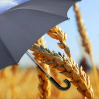 Пшеница и подсолнечник: какие еще сельхозкультуры можно застраховать в Казахстане?