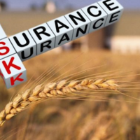 В Казахстане продлены сроки приема заявок на страхование посевов от засухи