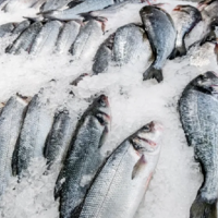 В Казахстане планируется запрет на экспорт отдельных видов необработанной рыбы сроком на 6 месяцев