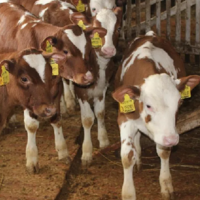 Казахстан планирует продлить запрет на вывоз маточного поголовья КРС и МРС еще на полгода