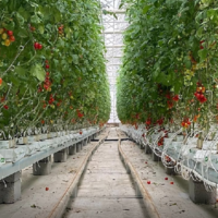 В Шымкенте общая площадь теплиц достигла 209 гектаров