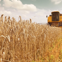 В Южной Австралии собран рекордный урожай зерна — 12,788 млн. тонн