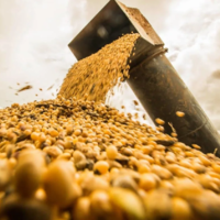 Бразилия находится на пути к рекордно высокому урожаю сои в 2023 году — сбор соевых бобов достигнет 152,6 млн. тонн 