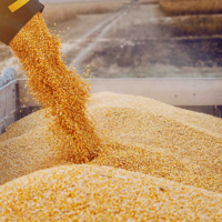 В 2022 году Казахстан вывез из России 3,28 млн. тонн зерна