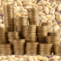 Аграрии Казахстана просят сделать более доступными условия форвардного закупа зерна и сдвинуть срок закупа подсолнечника