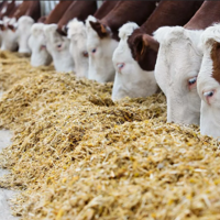 Чем кормить скот? В некоторых регионах Казахстана запасы кормов ниже прошлогоднего уровня