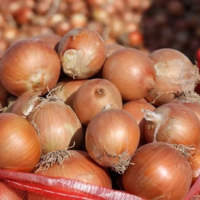 В Казахстане на три месяца приостановлен экспорт лука 