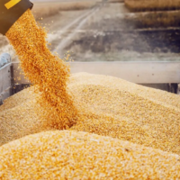 Казахстан официально запретил на полгода ввоз пшеницы автотранспортом