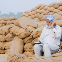 Цены на пшеницу в Индии упали почти на 13% 