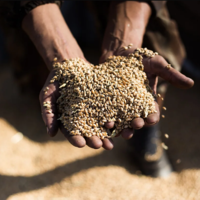 Зерно торопят на выход: российским экспортерам перераспределят вывозные квоты