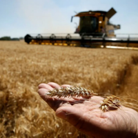 За четыре года Азербайджан планирует увеличить производство зерновых культур почти на 10%