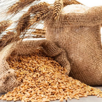 С 10 февраля в Казахстане станет обязательным оформление СНТ при экспорте и импорте зерна