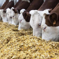 Казахстанские животноводы готовы работать без субсидий, если будет стабильный экспорт