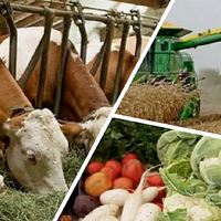 В Казахстане объем сельхозпродукции в 2024 году вырос на 13,7% и составил 8,3 трлн тенге 