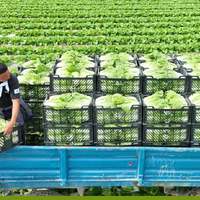 Первый урожай ранней капусты отправлен на экспорт из Туркестанской области