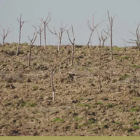 В Туркестанской области на 30 гектарах закладывают новый фруктовый сад