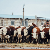 В Казахстане для животноводческих хозяйств запущены новые кредитные программы — «Игілік» и «Береке»