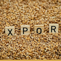 За семь месяцев Казахстан экспортировал 9,9 млн тонн зерна и муки в зерновом эквиваленте