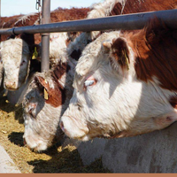 Мясной кластер мощностью свыше 37 тыс. голов КРС формируется в Акмолинской области