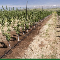 6 крупных хозяйств горной зоны Туркестанской области внедряют технологии водосбережения на 500 га 