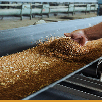 В Казахстане доля переработанной продукции в общем объеме экспорта АПК составляет 52%