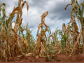 Франция теряет 30% урожая кукурузы: сбор культуры может стать самым низким за 50 лет 