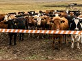 Казахстан открыл границы для российской животноводческой продукции из безопасных зон