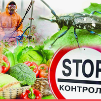 Площадь распространения карантинных объектов в Казахстане в текущем году сократилась до 46,5 тыс. га