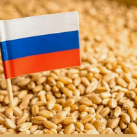 С 5 августа пошлина на экспорт пшеницы из России составит 5,7 рубля за тонну