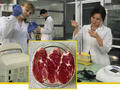 В Казахстане разработан ПЦР-тест для выявления фальсификации мясной продукции