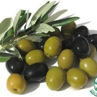 Компания Global Olive Corporation внедряет в Казахстане проект по переработке оливок
