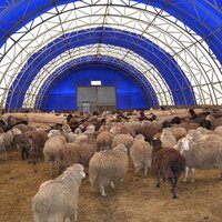 Увеличить долю экспорта баранины в арабские страны планируют в Минсельхозе Казахстана