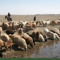 Овцеводы Восточно-Казахстанской области выступили за отмену экспортной пошлины на шерсть сроком на 7 лет