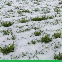 Оттепели повлияли на состояние посевов озимой пшеницы в Казахстане