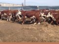 В Туркестанской области завершается строительство завода по глубокой переработке костей скота