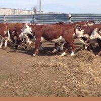 Павлодарская область: фермеры Аксуского района завезли 100 коров герефордской породы из Хакасии
