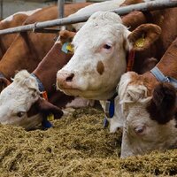 Содержание и кормление молочного скота