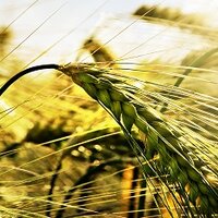 Погода, урожай и качество зерна