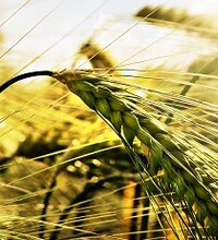 Погода, урожай и качество зерна