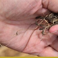 О корневых гнилях и микробиологии почвы