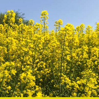 Рапс: важные советы для максимального урожая