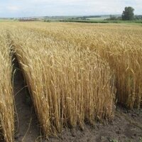 Озимая пшеница в северном Казахстане: потенциальные возможности или несбыточные мечты?