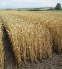 Озимая пшеница в северном Казахстане: потенциальные возможности или несбыточные мечты?